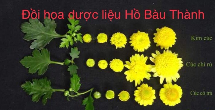 Cây Cúc làm trà các loại cúc cổ, cúc kim, cúc chi, cúc bạch