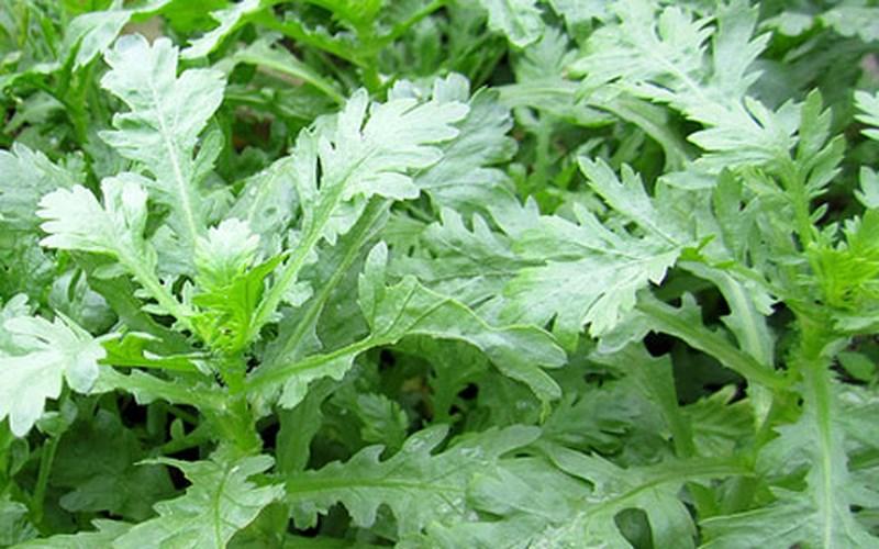 gói hạt giống rau tần ô cải cúc mỗi gói 50g