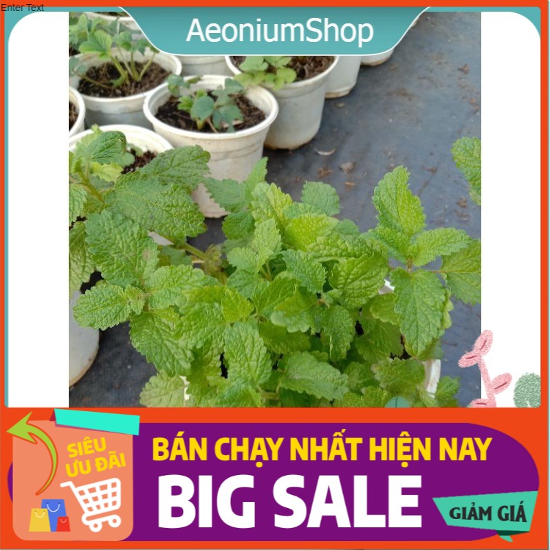 Một chiếc bạc hà chanh sả _ lemon balm thuần khí hậu sức sống cao