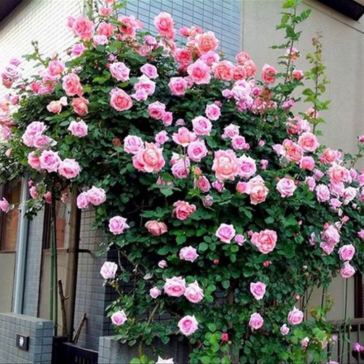 (đã có mầm) 5 Gốc Hoa Hồng Leo Pháp