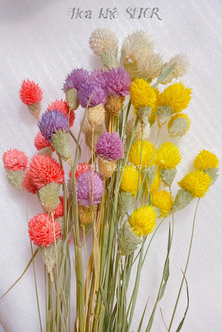 Hoa Thiên Nhật khô Gomphrena Globosa hoa khô trang trí phòng ngủ, làm đồ handmade