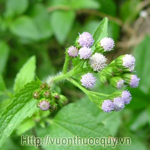 Cây cứt lợn hoa tím tươi 1kg