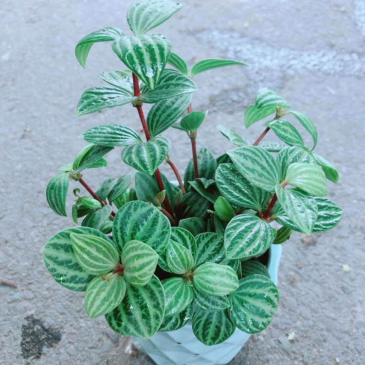 Chậu Cây Kim Cương Hột Xoàn