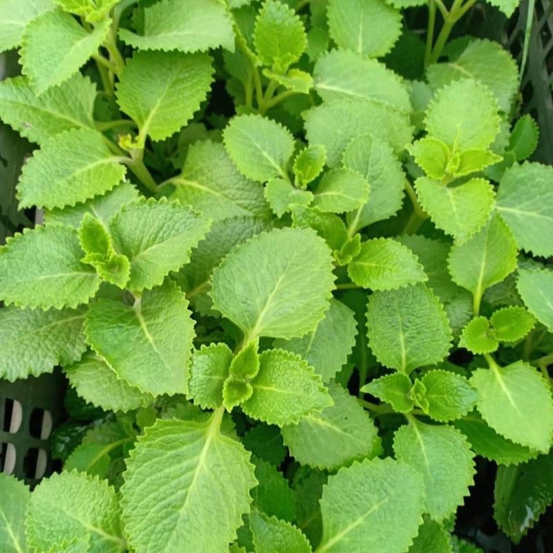 100g Lá húng chanh nhà trồng