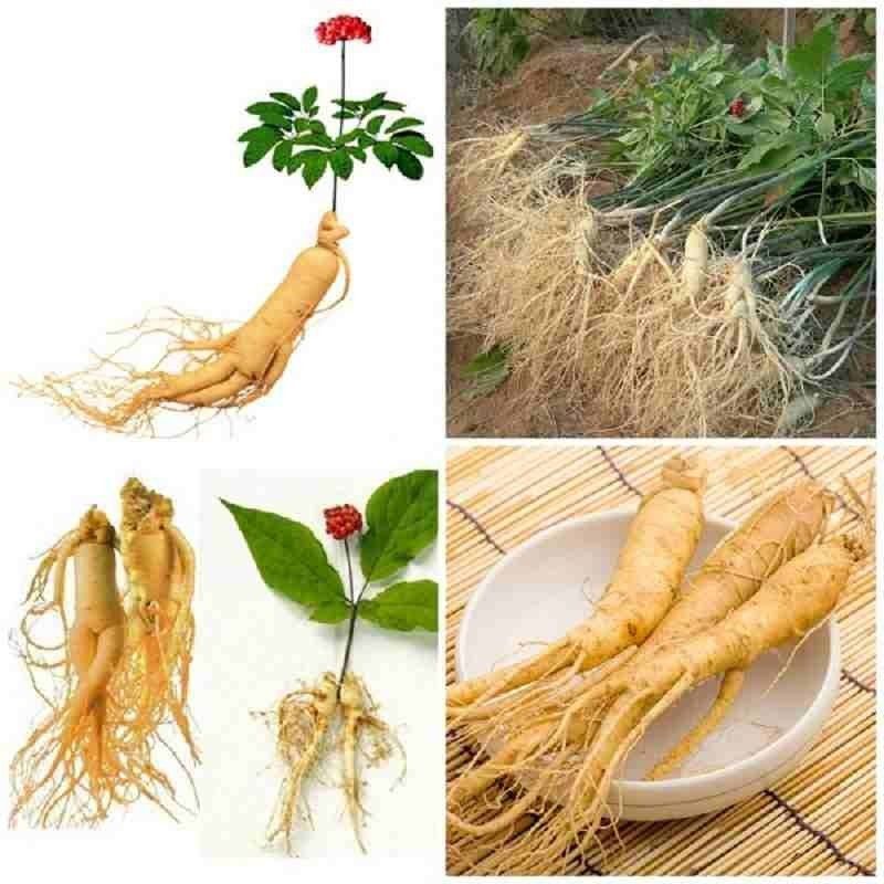 Hạt giống cây nhân sâm hàn quốc-gói 0,5 gram-tặng kèm phân bón