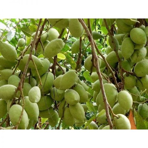 Cây Cà Na Thái hiệu quả kinh tế cao