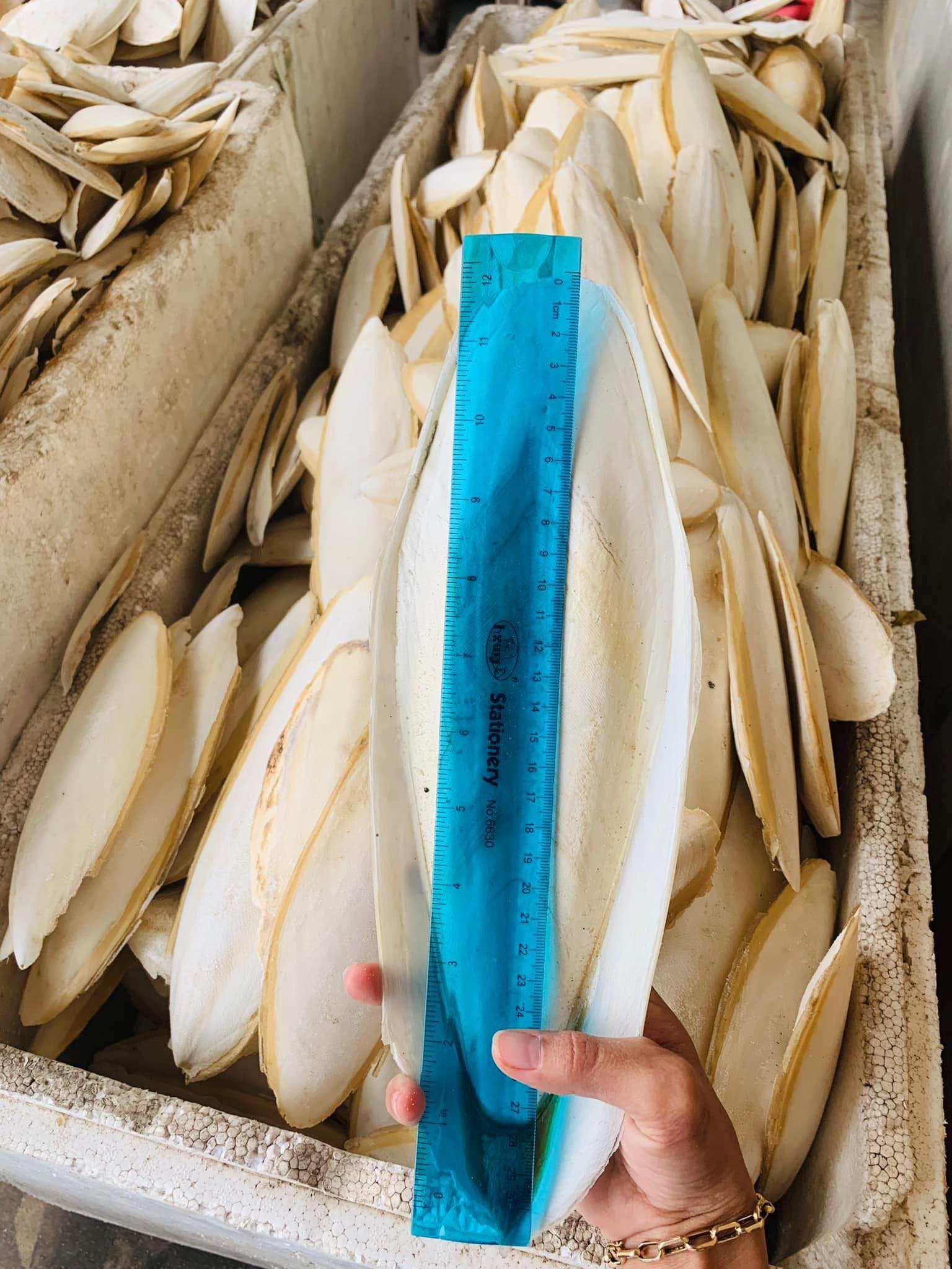 Nang Mực (Mai Mực, Nan Mực) cho chim. Vẹt, yến hót và các dòng chim finch
