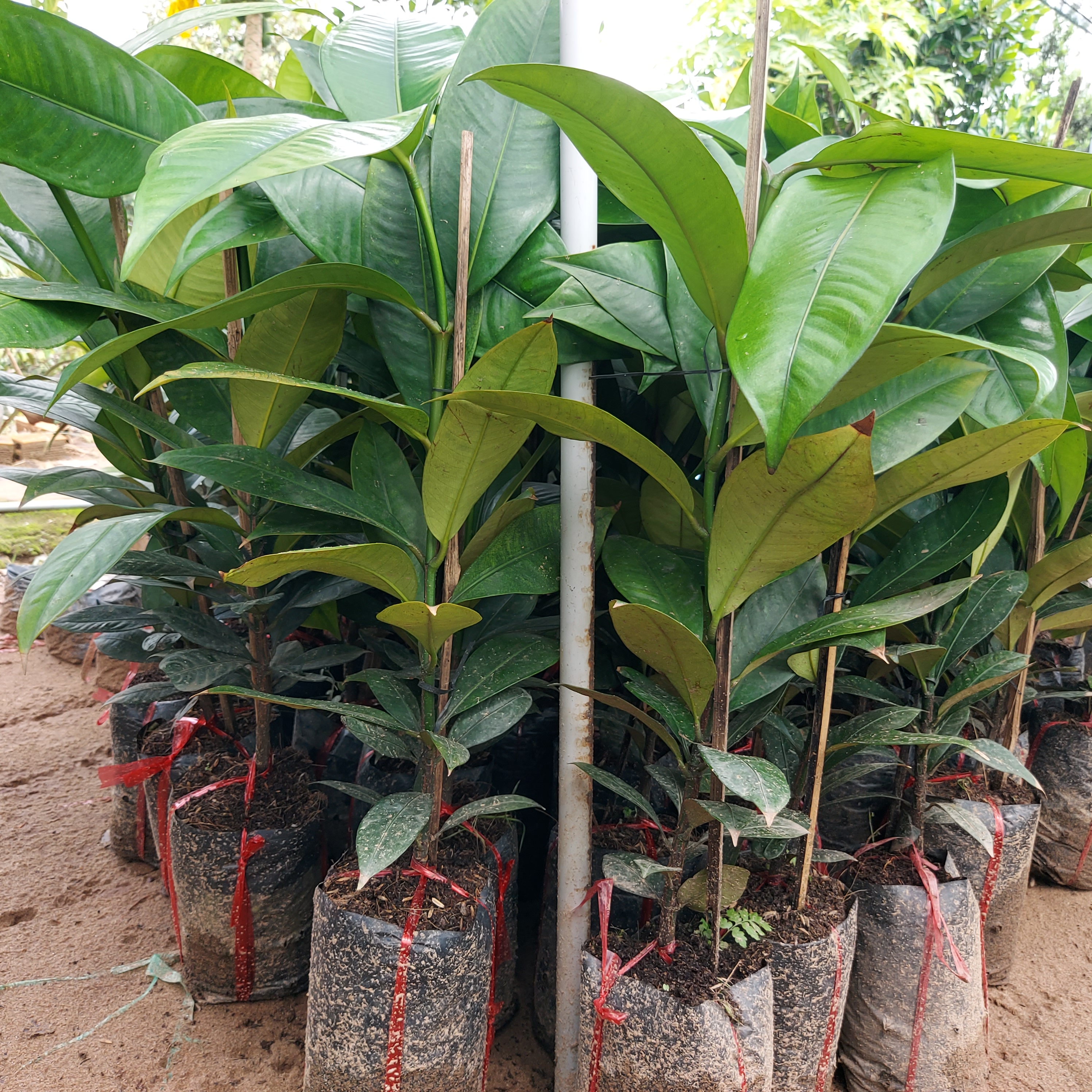 Cây giống Măng cụt cây ương hạt - cây giống khỏe đẹp