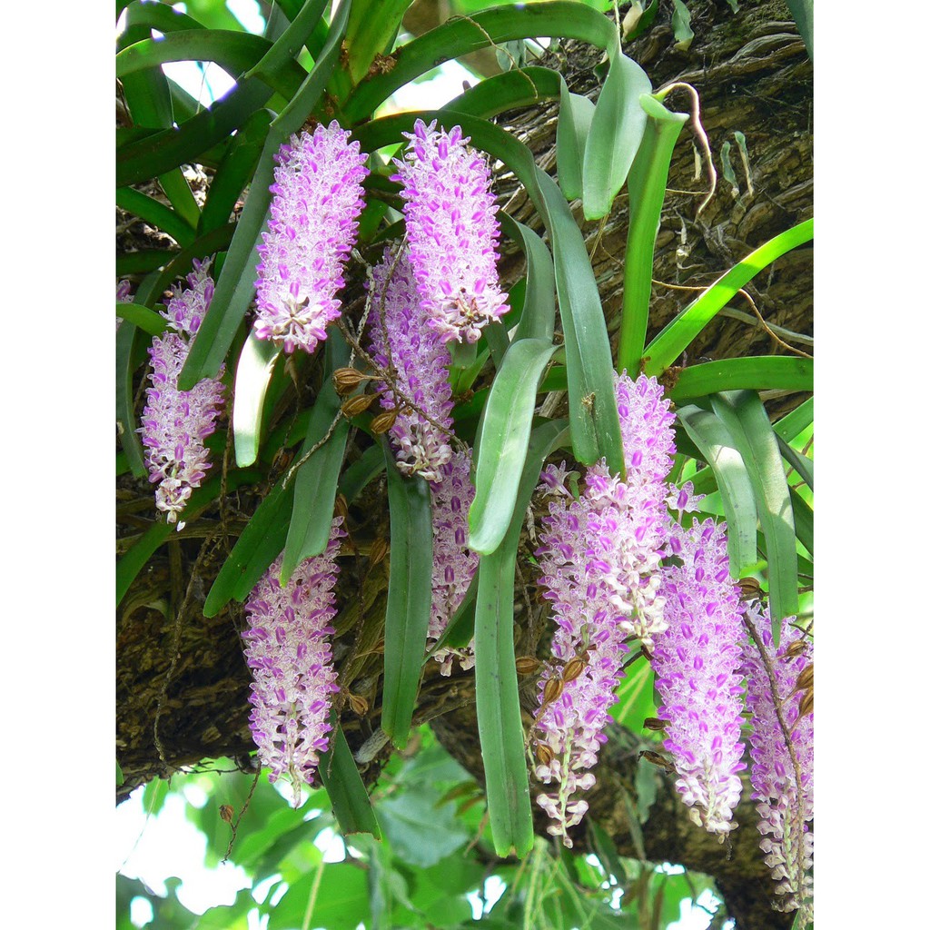 5 cây lan đuôi cáo, sóc ta hàng rừng cây khỏe