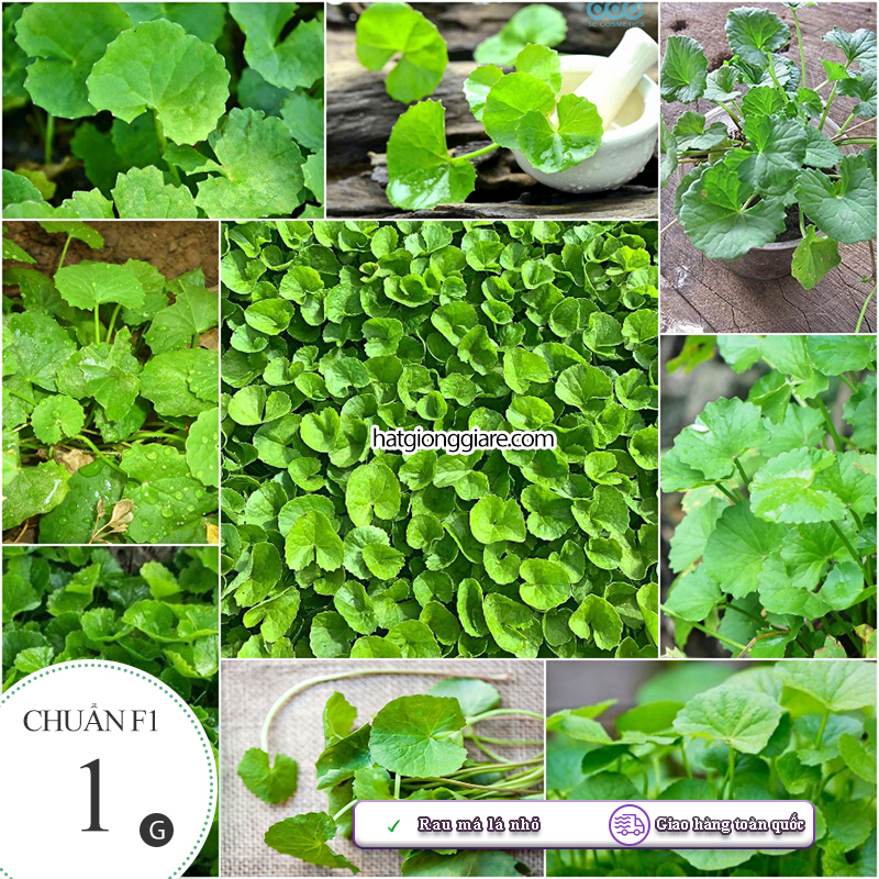 Hạt giống rau má lá to rado 157 rạng đông gói 1gram