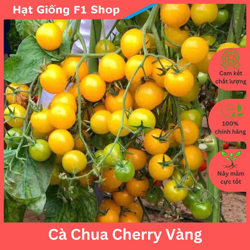 Hạt Giống Cà Chua Cherry Vàng Lai F1 Sai Trái