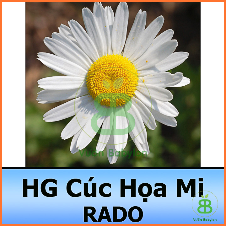 Hạt giống cúc họa mi ra hoa cực đẹp