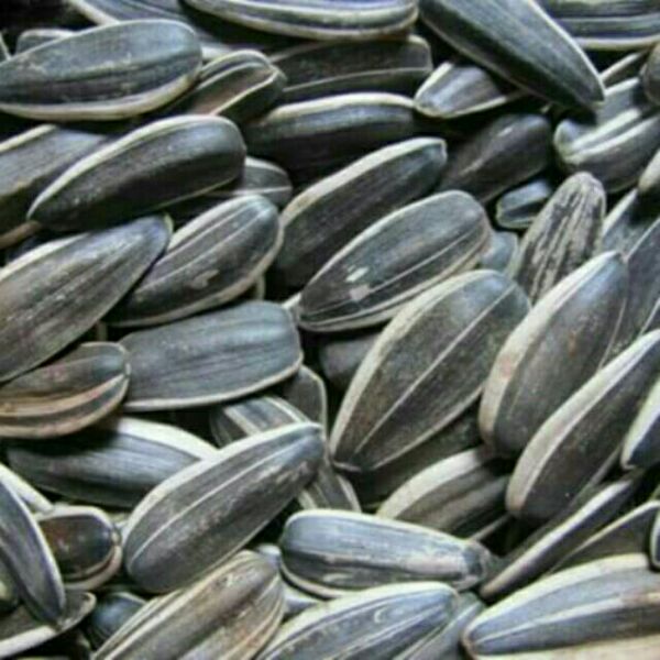 500g hạt hướng dương sống