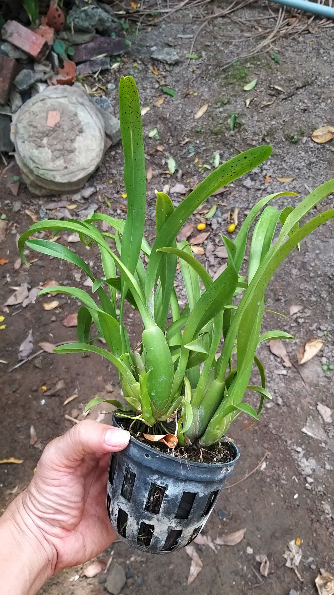 Vũ nữ nhện đỏ cây trưỡng thành nhiều thân,sắp ra hoa.