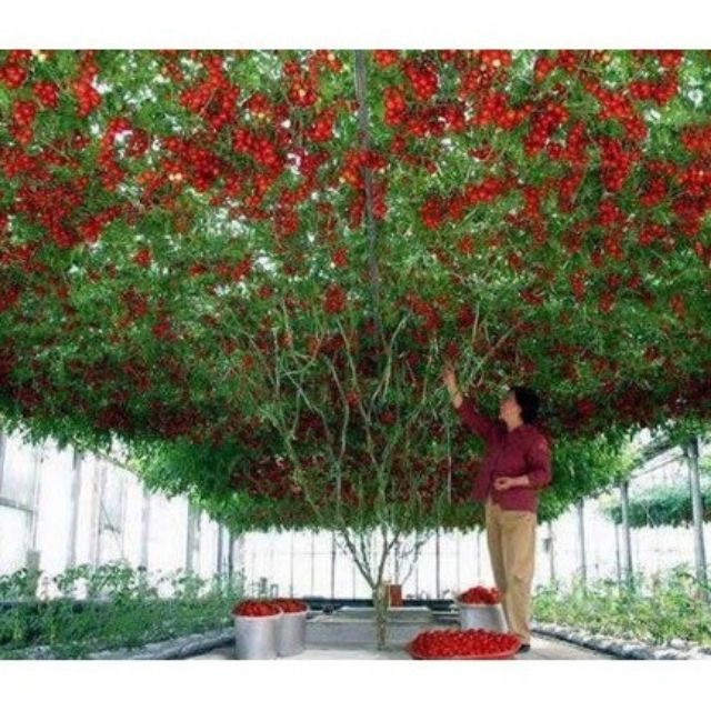 Cà chua bạch tuộc 30 hạt