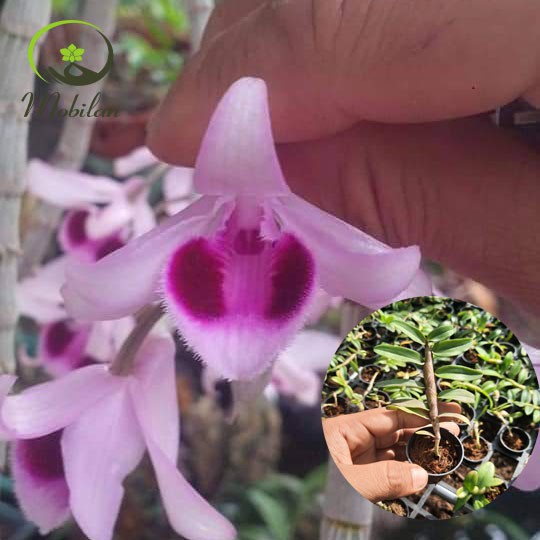 Lan phi điệp- giả hạc nù taly