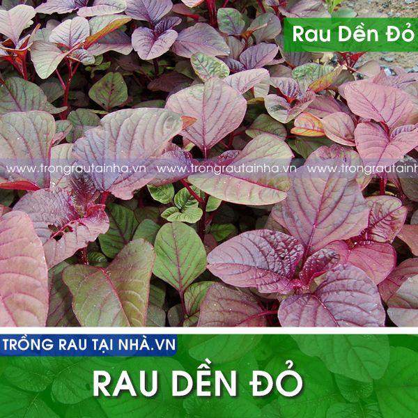 Rau Dền đỏ cao sản gói 20g Xuất xứ:Việt Nam Đóng gói: 20g Thời gian thu hoạch:25 - 35 ngày Tiêu chuẩn hạt mầm: - Độ sạch:  95% - Độ nảy mầm: 80% - Độ ẩm: 10%