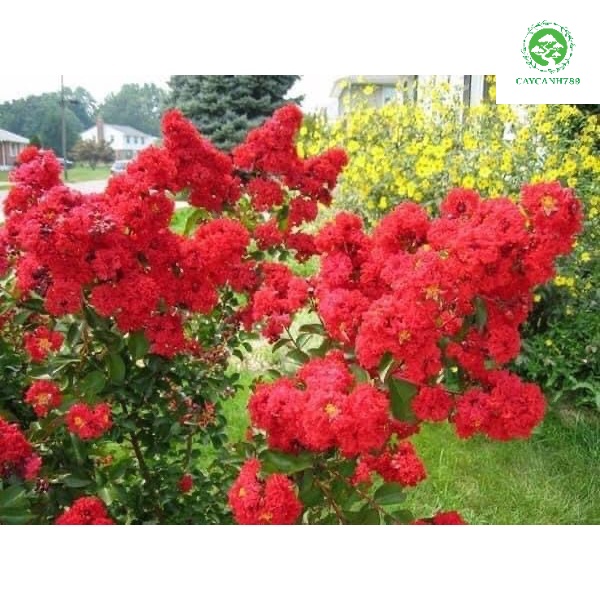 Cây giống tường hoa đỏ
