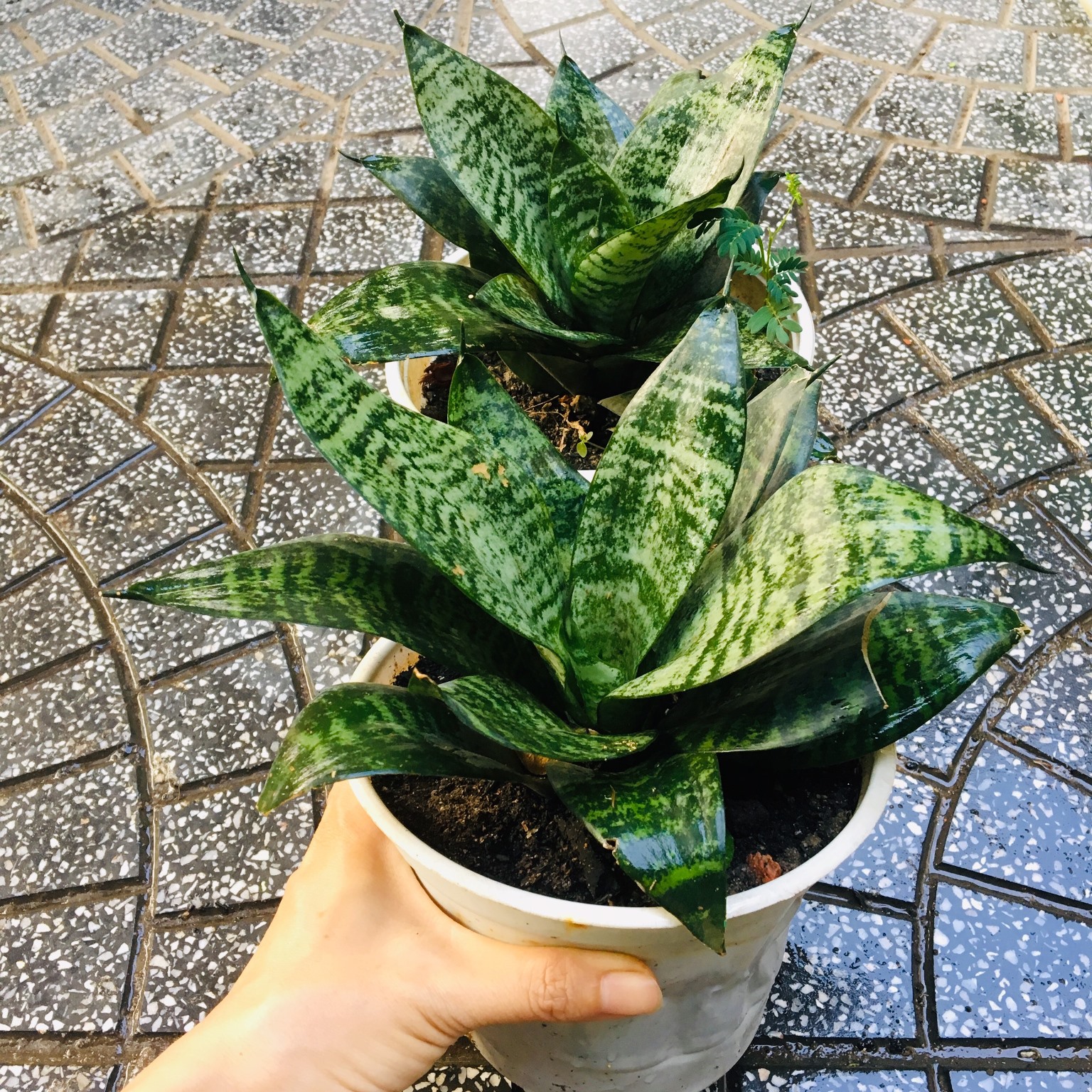 CÂY LƯỠI HỔ LÙN XANH XÒE Y HÌNH