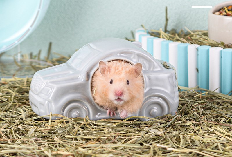 Nhà sứ xe hơi độc lạ dành cho hamster