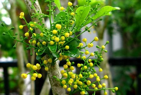tac-dung-chua-benh-cua-hoa-ngau