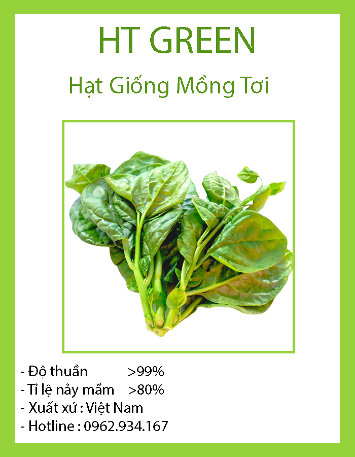 Hạt Giống Rau Mồng Tơi Cao Sản Năng Suất Cao, Ít Mầm Bệnh