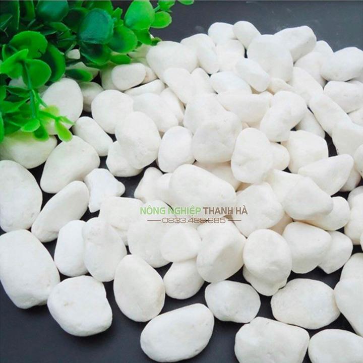 Sỏi trắng trang trí sân vườn kích thước 2x3cm