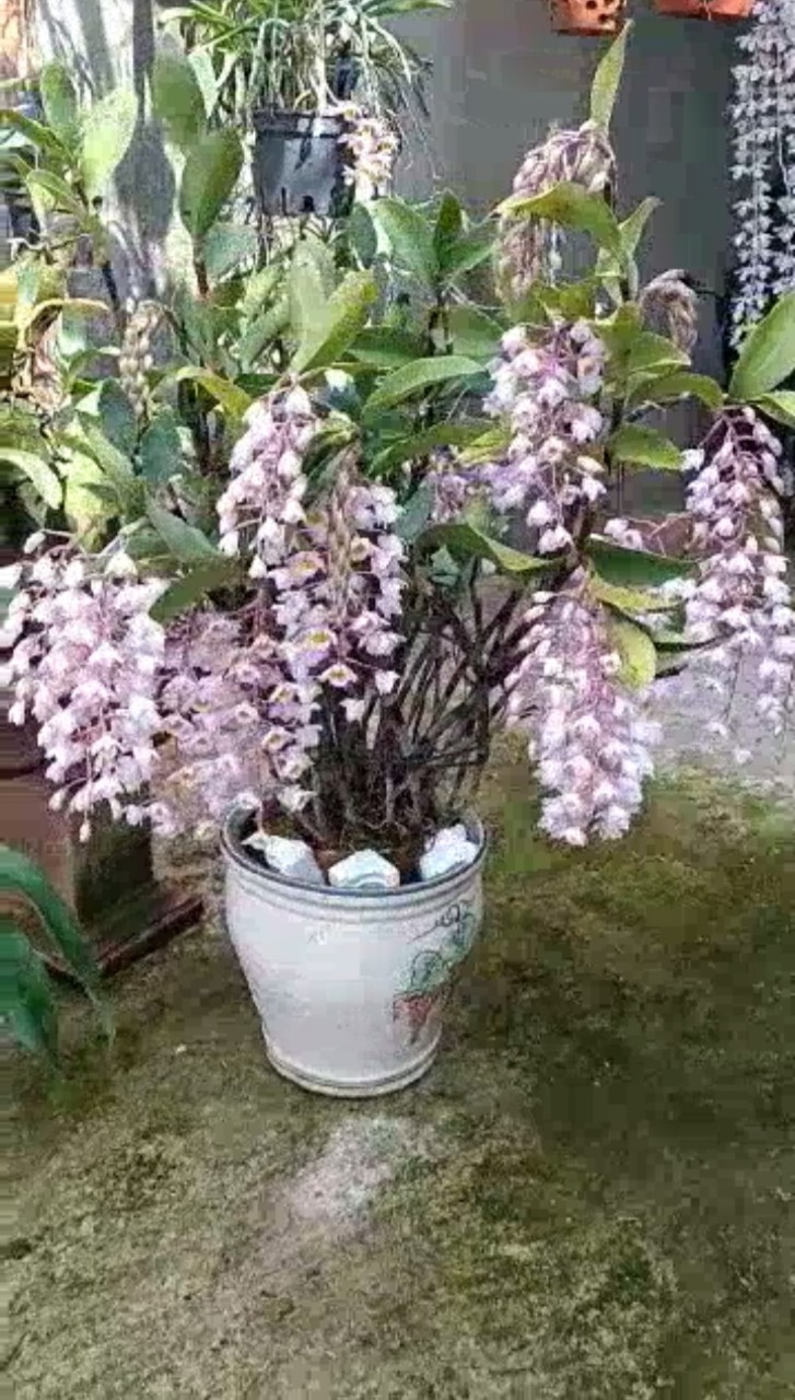 Lan Rừng Kiều Tím ( 1cụm)