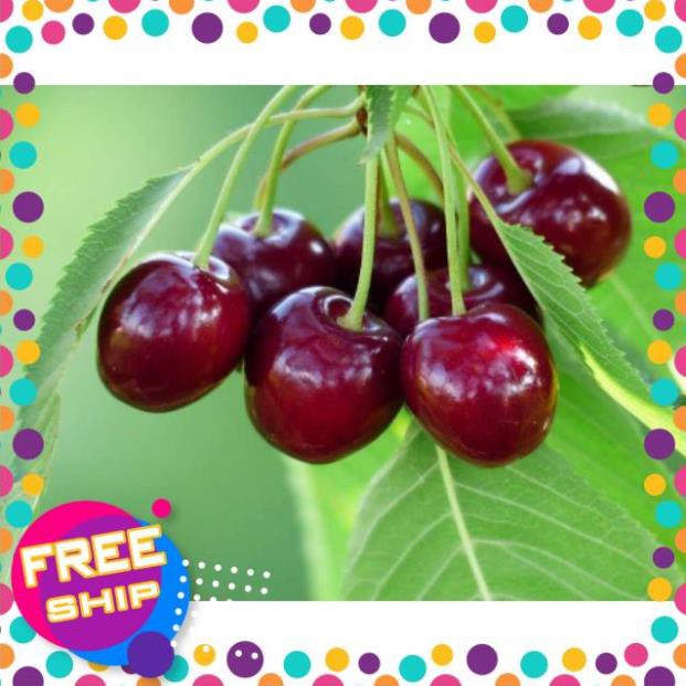 💥 CÂY CHERRY ANH ĐÀO RA QUẢ QUANH NĂM