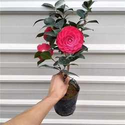 2 cây hoa trà mi đang loại to đã có hoa