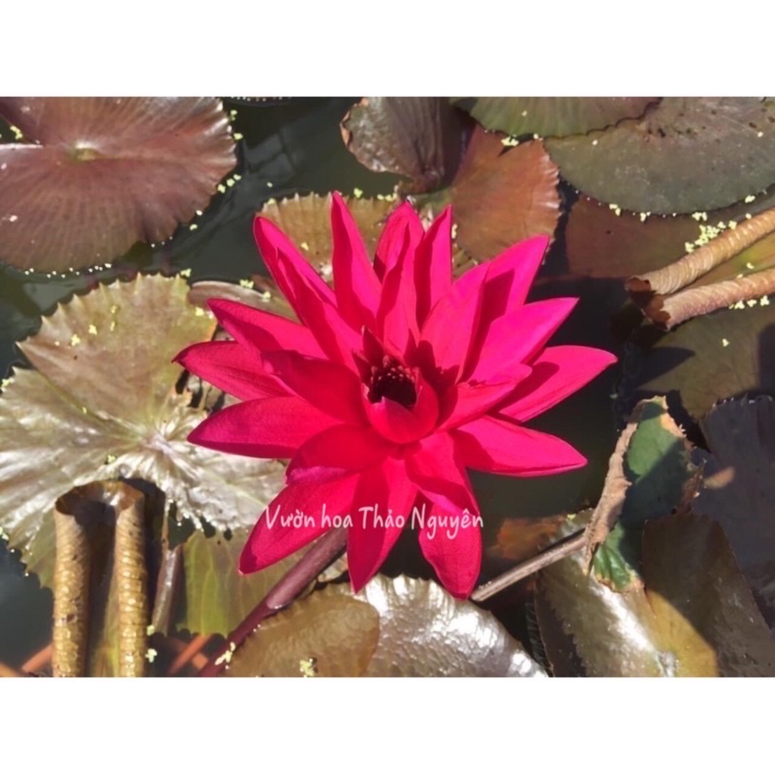Cây hoa súng Mỹ màu đỏ