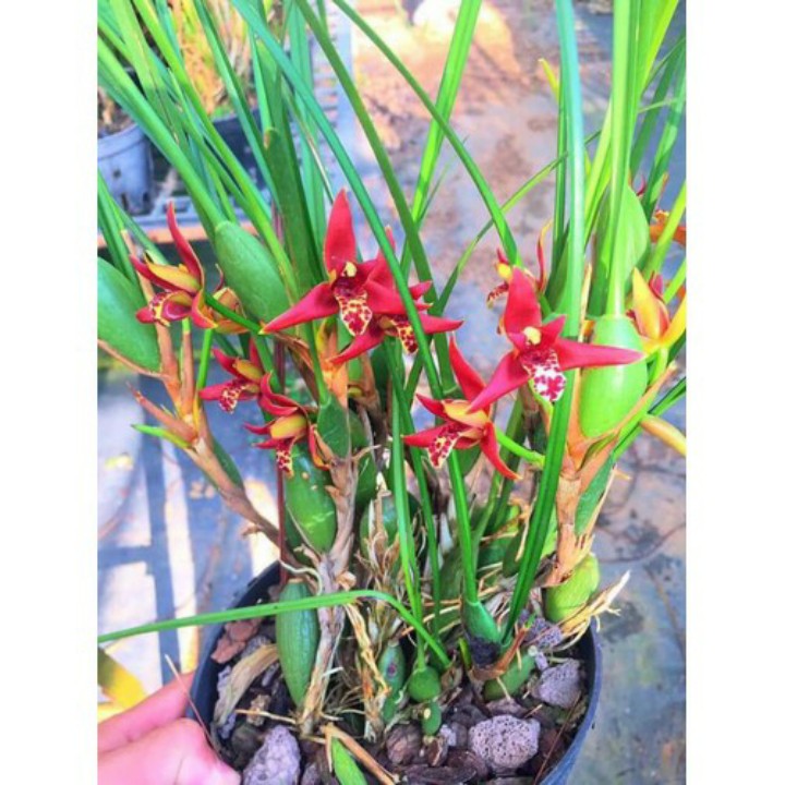 hoa phong lan tóc tiên hương dừa