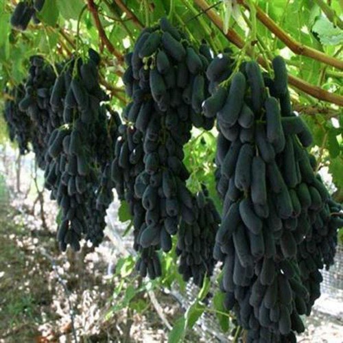 Cây giống nho ngón tay đen trái ngọt không hạt - giống chuẩn