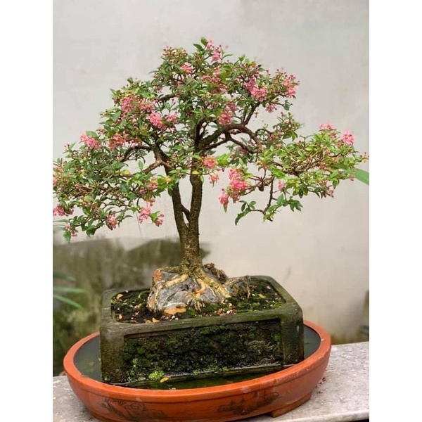 Cây hồng ngọc mai cao 40 cm