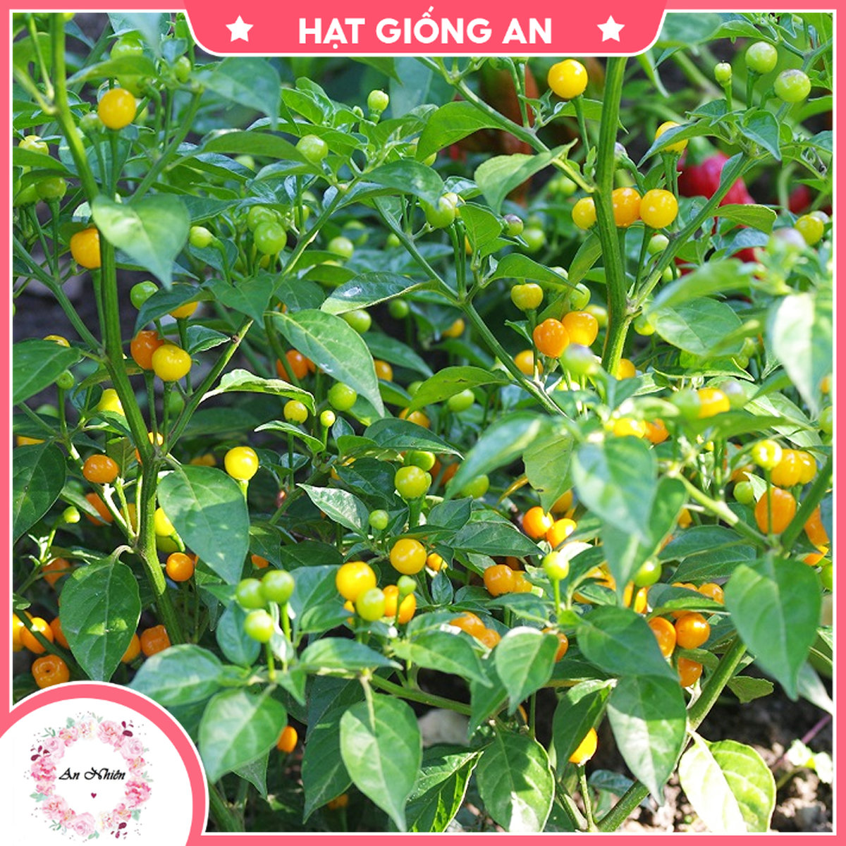 Hạt giống ớt charapita peru siêu cay - hạt giống an1