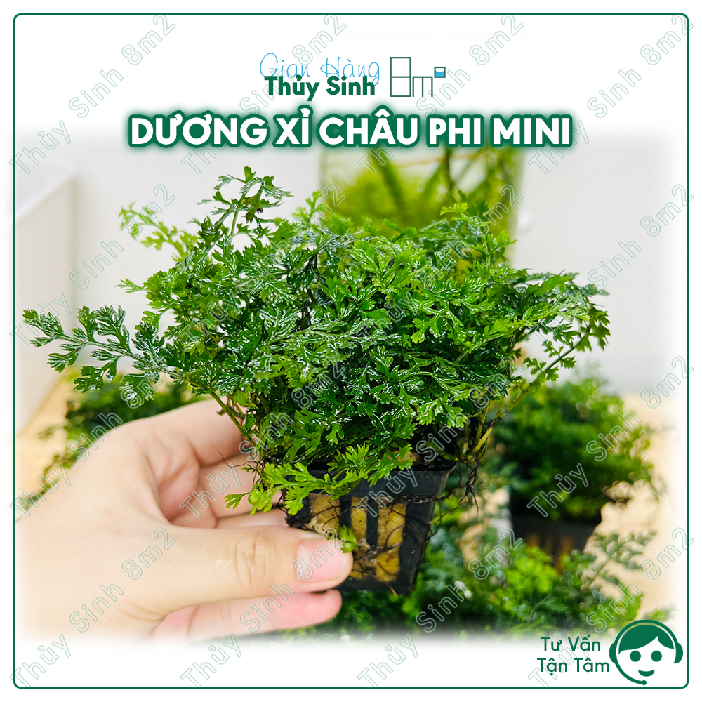 Cây dương xỉ châu phi mini | cây thủy sinh giá thể, bán cạn | 8m2