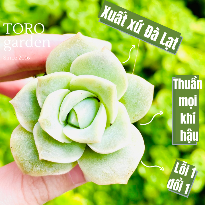 Sen đá hồng hà lan size mini lỗi 1 đổi 1
