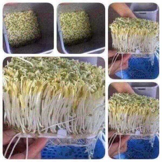 Máy làm giá đỗ sạch đa năng