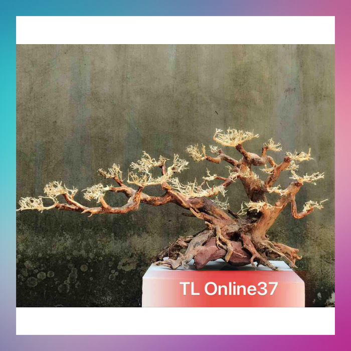 Bonsai lớn kt d80xc40 - xưởng ts online37, dành riêng cho các bể thuỷ sinh, với khả năng cắt ghép tài tình, nghệ nhân đã tạo ra các bản thu nhỏ của các cây cổ thụ