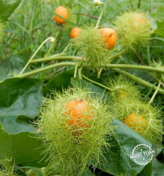 Hạt giống cây nhãn lồng - túi 30 hạt - tghg