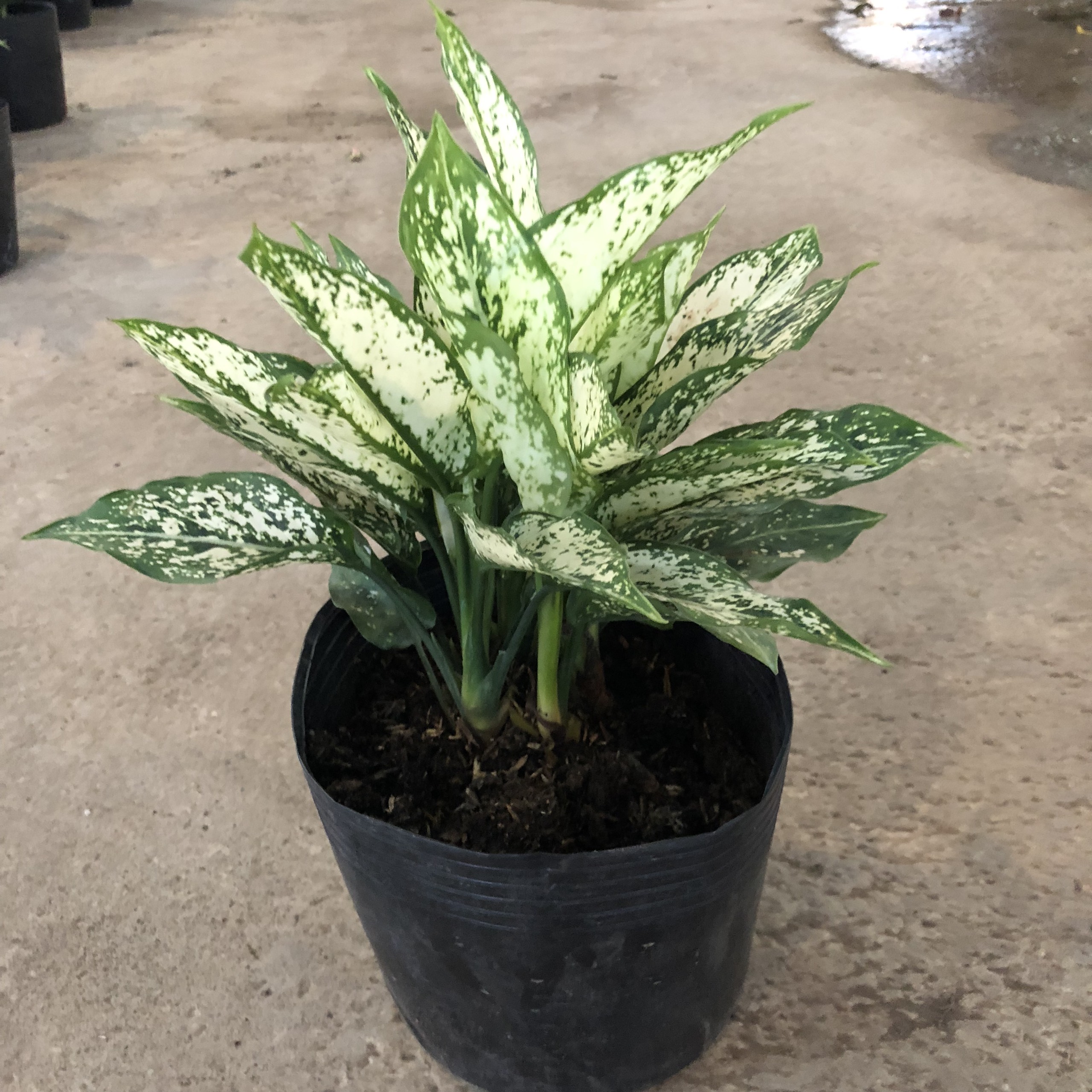 Cây ngọc ngân phong thủy, chiều cao 20cm lá xanh đẹp sức sống tốt dễ chăm sóc thích hợp trang trí nội thất sân vườn