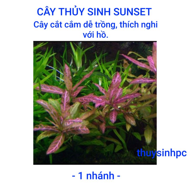 1 nhánh sunset trang trí bể thủy sinh