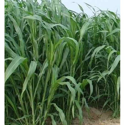 Hại giống cỏ chăn nuôi sudan lai gói 500g