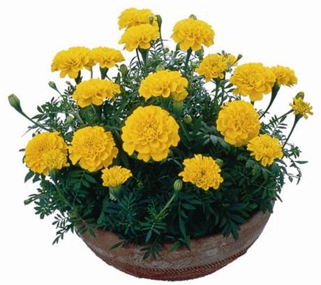 2 gói hạt giống hoa cúc vạn thọ pháp ~100 hạt