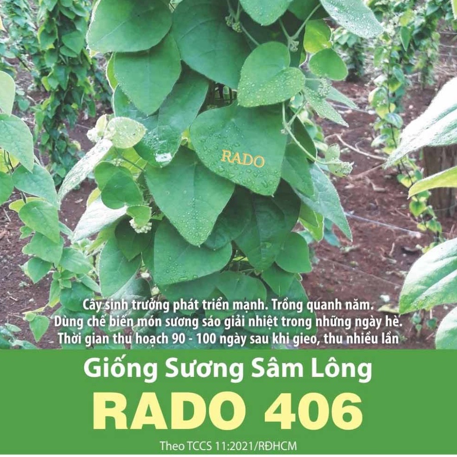 Hạt giống sương sâm lông rado 406 rạng đông | vtnn cần thơ