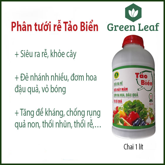 Phân tưới rễ Tảo Biển ra rễ, nảy mầm, sớm ra hoa đậu quả, to củ quả