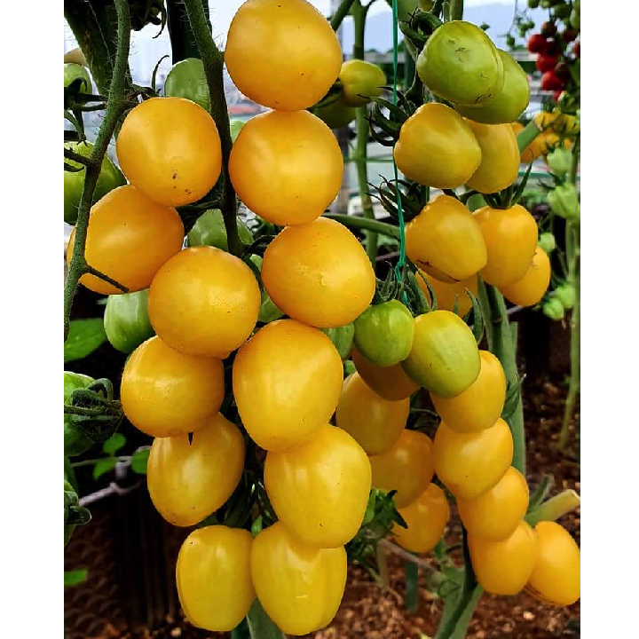 Gói 5 hạt cà chua trái cây cherry dâu vàng Mỹ