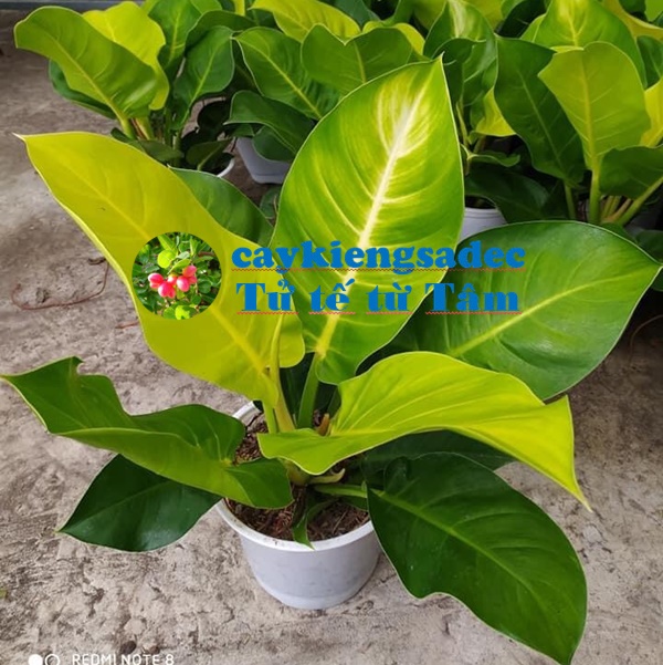 caykiengsadec - Cây Trầu bà đế vương vàng + tặng phân bón - hoa kiểng lá - trang trí nội thất cảnh quan sân vườn ngoài trời