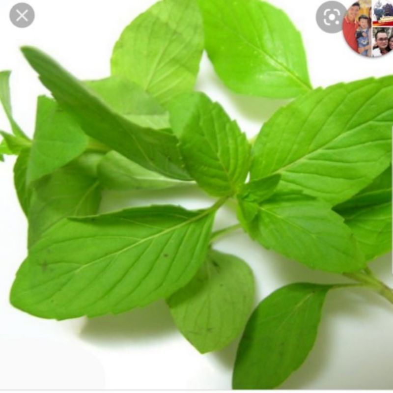 Rau thơm trắng - hạt é trắng