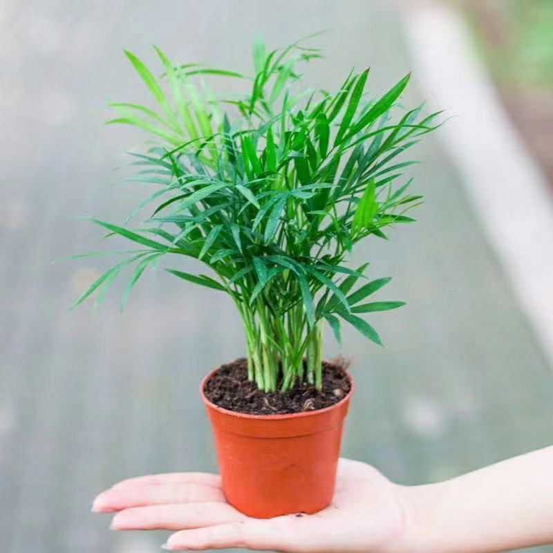 Chậu nhựa cau tiểu trâm mini làm tiểu cảnh, terrarium, bán cạn, chậu cây để bàn.